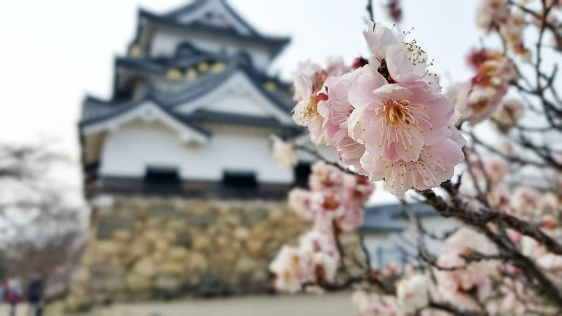 Flor de cerejeira japonesa