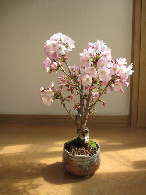 Flor de cerejeira japonesa